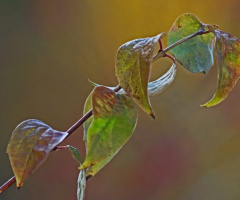 Autumn leaves
