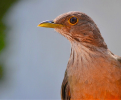 Rufous-bellied Thrush