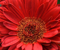 Red Passion