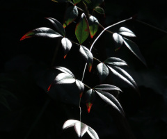 leaves