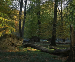 In the forest