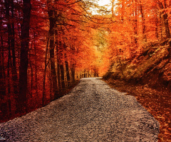 Gizemli Yol....