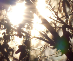 Gegenlicht