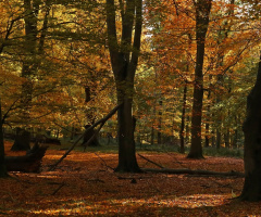 In the forest