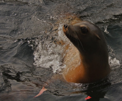 At home in the water