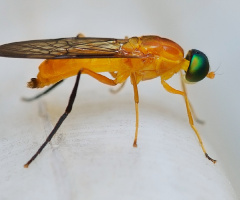 Insect pretty
