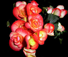 rote blüten