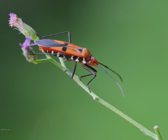 Colorful insect
