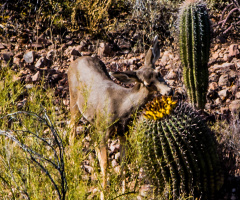 A Prickly Feeding