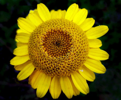 gelbe blüte 