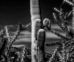 Some Sonoran Desert Infrared