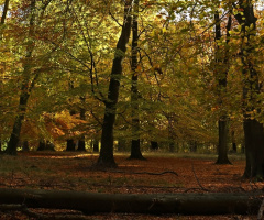 Autumn in the forest