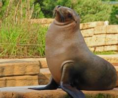 Relaxed Sea lion