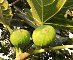 Anjeer