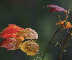 Autumn moment