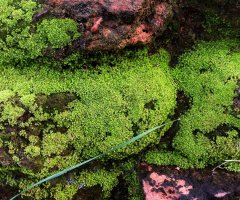 Moss