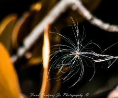 SONORAN DESERT BEAUTY    11/16