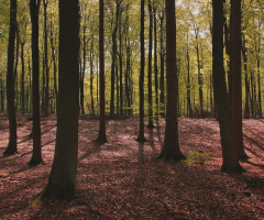 Forest moment