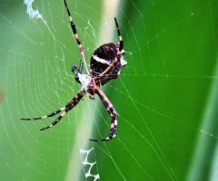 Weaving its web