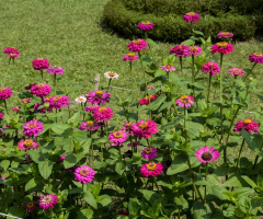 Zinnia