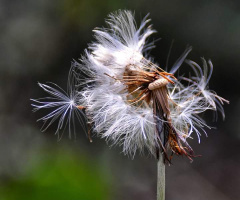 Spreading seeds through the air ...