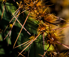 SONORAN DESERT BEAUTY    11/16