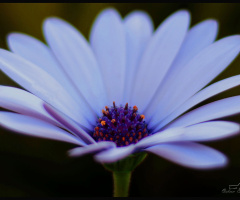 Chrysanthemum 