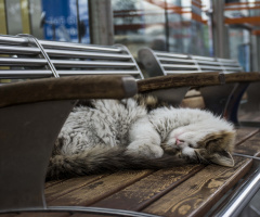 Tramvay Durağı Kedisi