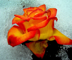 blüte im schnee
