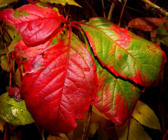 herbst 4