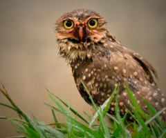 Burrowing Owl