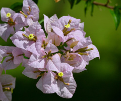 Bougainvillea