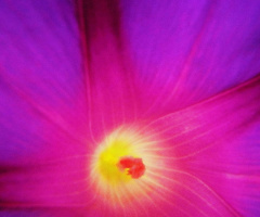 Heart of beauty.....