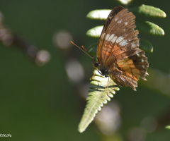 Delicate