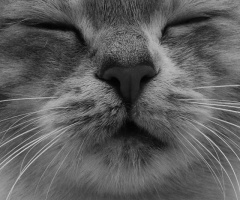 Sina cat