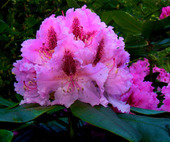 RHODODENDRON