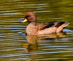 Migratory Beauty