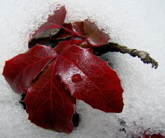 winter