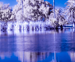White Palms