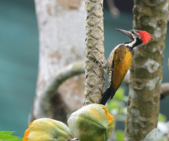 woodpecker