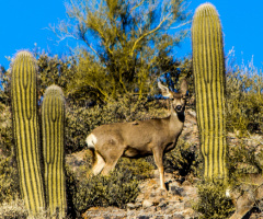 Arizona Mule Deer