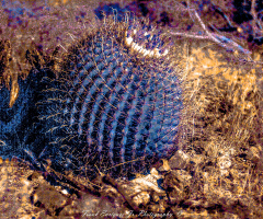 Arizona Barrel Cactus In Infrared
