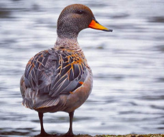 Migratory Rarities