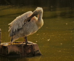 Dalmatian Pelican