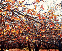Colours of the Season....