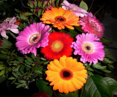 BLÜTEN *