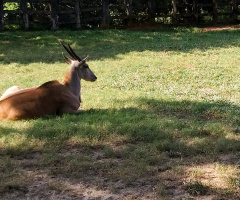 Common Eland