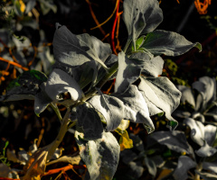 White Sonoran Desert Plant