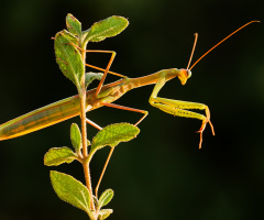 Mantis