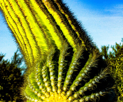 SONORAN DESERT SAGUARO CACTUS